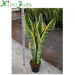 sansevieria plants for sale