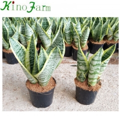 Snake Plant Sanseveria