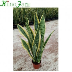 sansevieria trifasciata laurentii