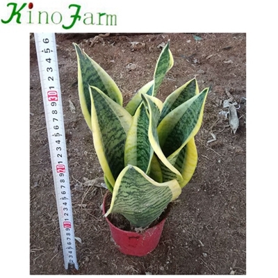 Sansevieria Plant