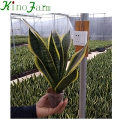 sansevieria Superba trifasciata