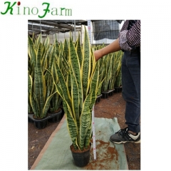 Snake Plant Sansevieria Laurentii