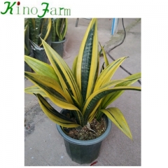 Snake Plant Golden Sansevieria