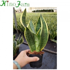 Sansevieria Trifasciata