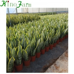Snake Plant