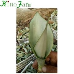 Sansevieria Moonshine