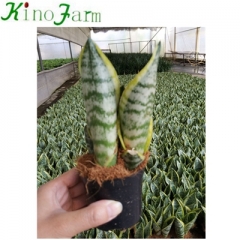 Small Perennial Snake Plant