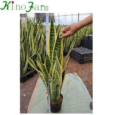 Natural Plant Sanseveria