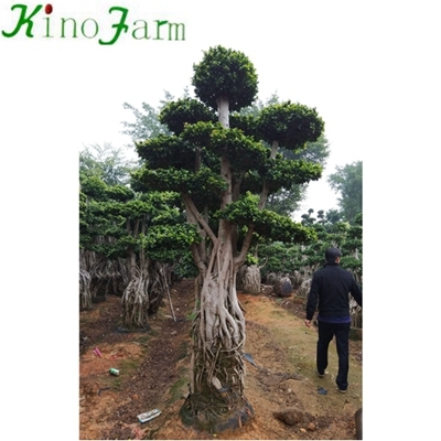 Ficus Microcarpa Fig Bonsai