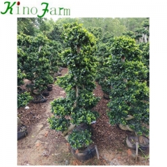 ficus tree for sale