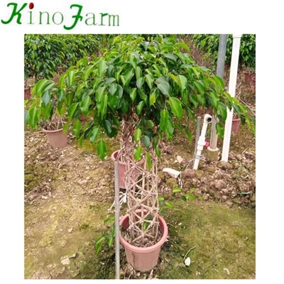 bonsai trees for sale online