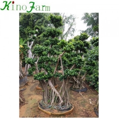 ficus microcarpa bonsai