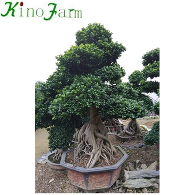 outdoor ficus tree