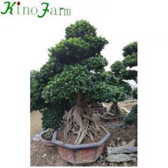 outdoor ficus tree