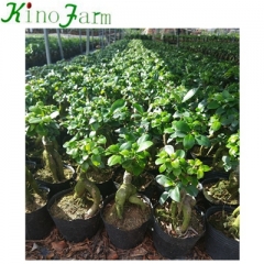 Ficus Microcarpa ginseng bonsai tree