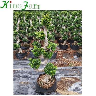 S ficus trees for sale online