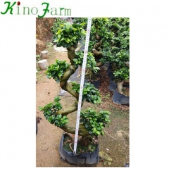 bonsai tree for sale