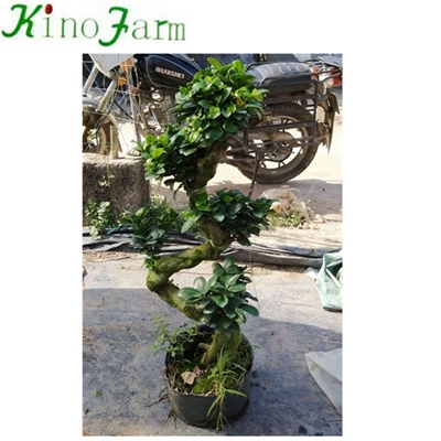 bonsai plants for sale