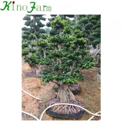  live ficus plant