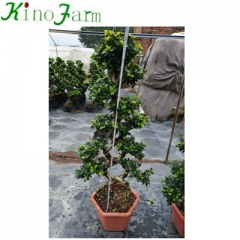 s shape ficus microcarpa