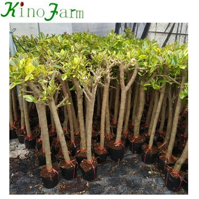 outdoor real bonsai plants for sale