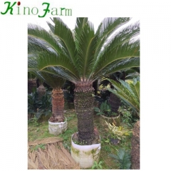 revoluta cycad for sale