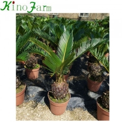 cycad king sago palm trees