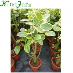 Ficus Benjamina houseplant