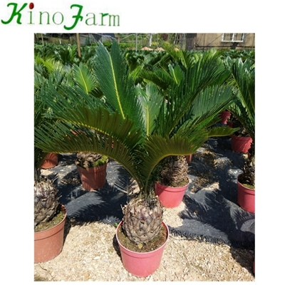 sago palm plant