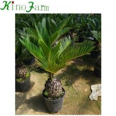 cycads for sale