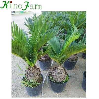cycad king sago palm