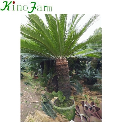 big sago palm