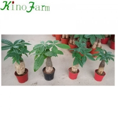 pachira aquatica for sale