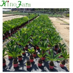 ornamental plant cycas revoluta bonsai