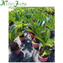 sago palm trees for sale