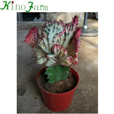 buy cactus plants