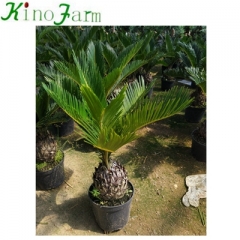 cycas revoluta for sale