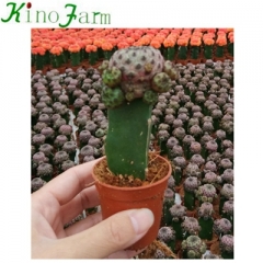 Flowering Grafted Cactus