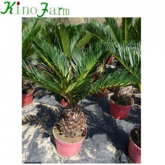 sago palm varieties