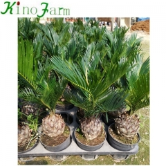  cycad king sago palm trees