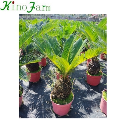 sago palm nursery