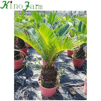 sago palm tree
