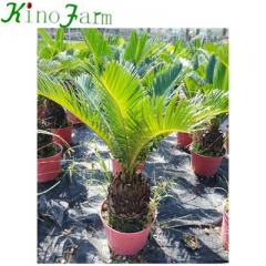 sago palm tree