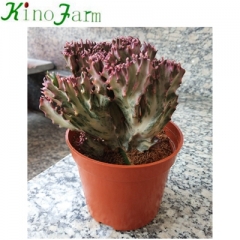 mini cactus for sale