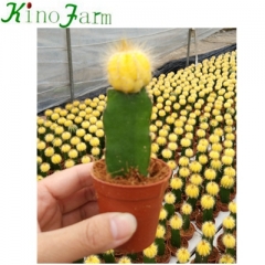 cactus for sale