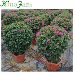 bougainvillea trees for sale