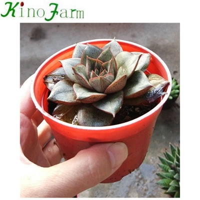 Small Succulent Plants