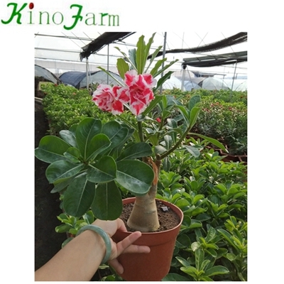 Adenium Desert Rose For Sale