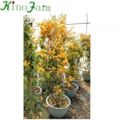  bougainvillea tree for sale