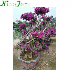 Bonsai Bougainvillea Tree